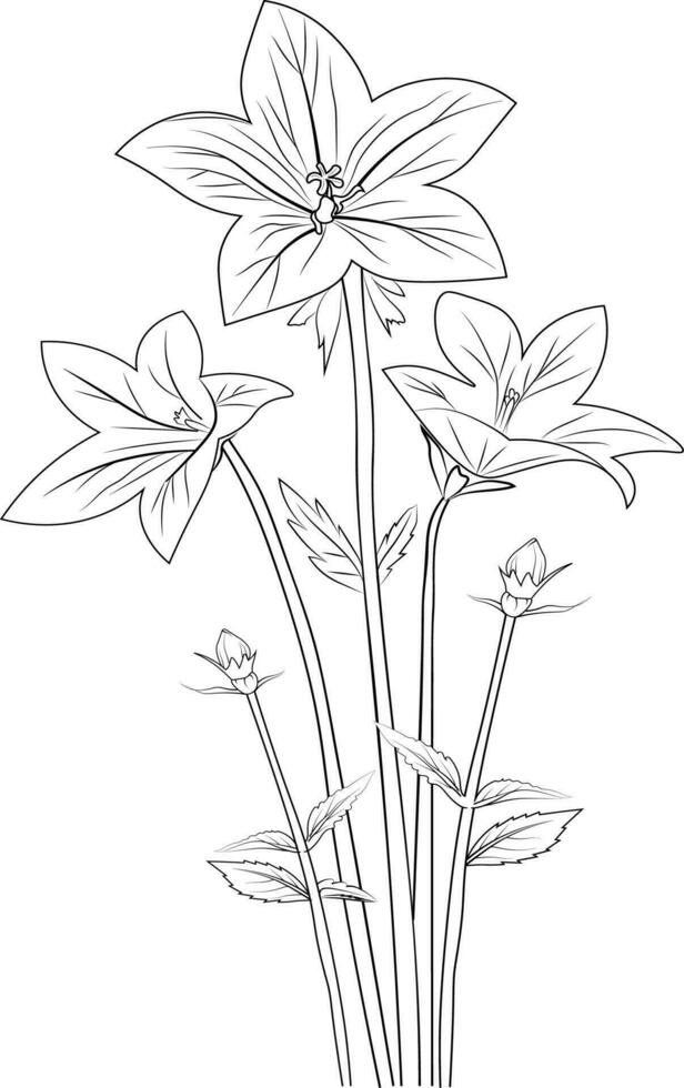 Bellflower vector art, embellishment, artistic hand-drawn pencil sketch coloring page with blossom ballon branches of leaf natural floral collection, engraved ink illustration, isolated background.