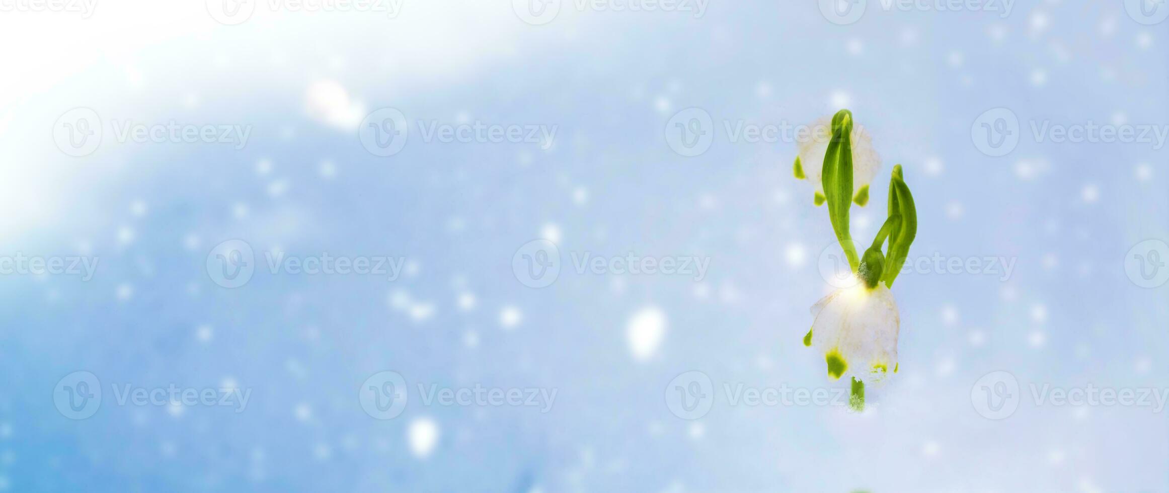 flower hugging. Galanthus nivalis.snowdrop flower growing in snow in early spring forest photo
