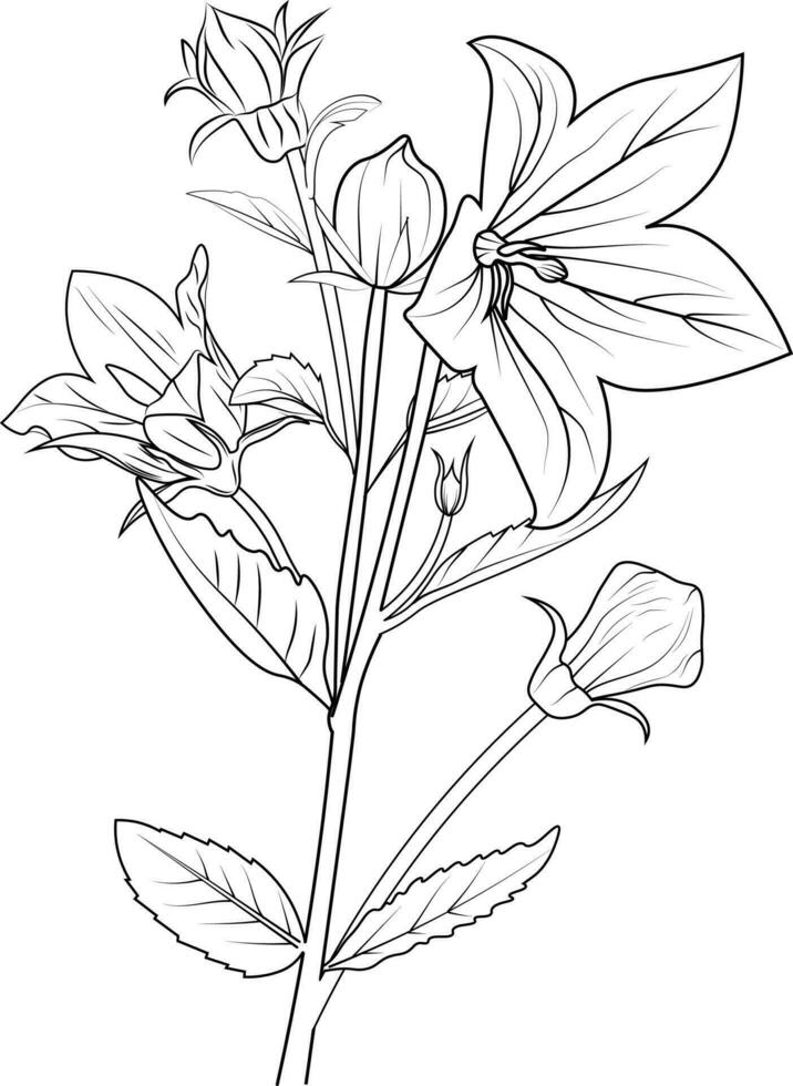 Vector sketch of bellflowers. Vector illustration of a Beautiful flower with a bouquet of Ceeping bellflower drawing, and leaves.