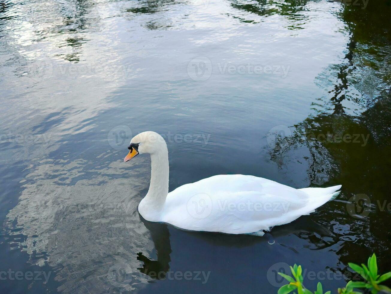 alto ángulo ver un blanco cisne, ganso, Cygnus, nadando en claro agua, estanque, lago, animal vida foto