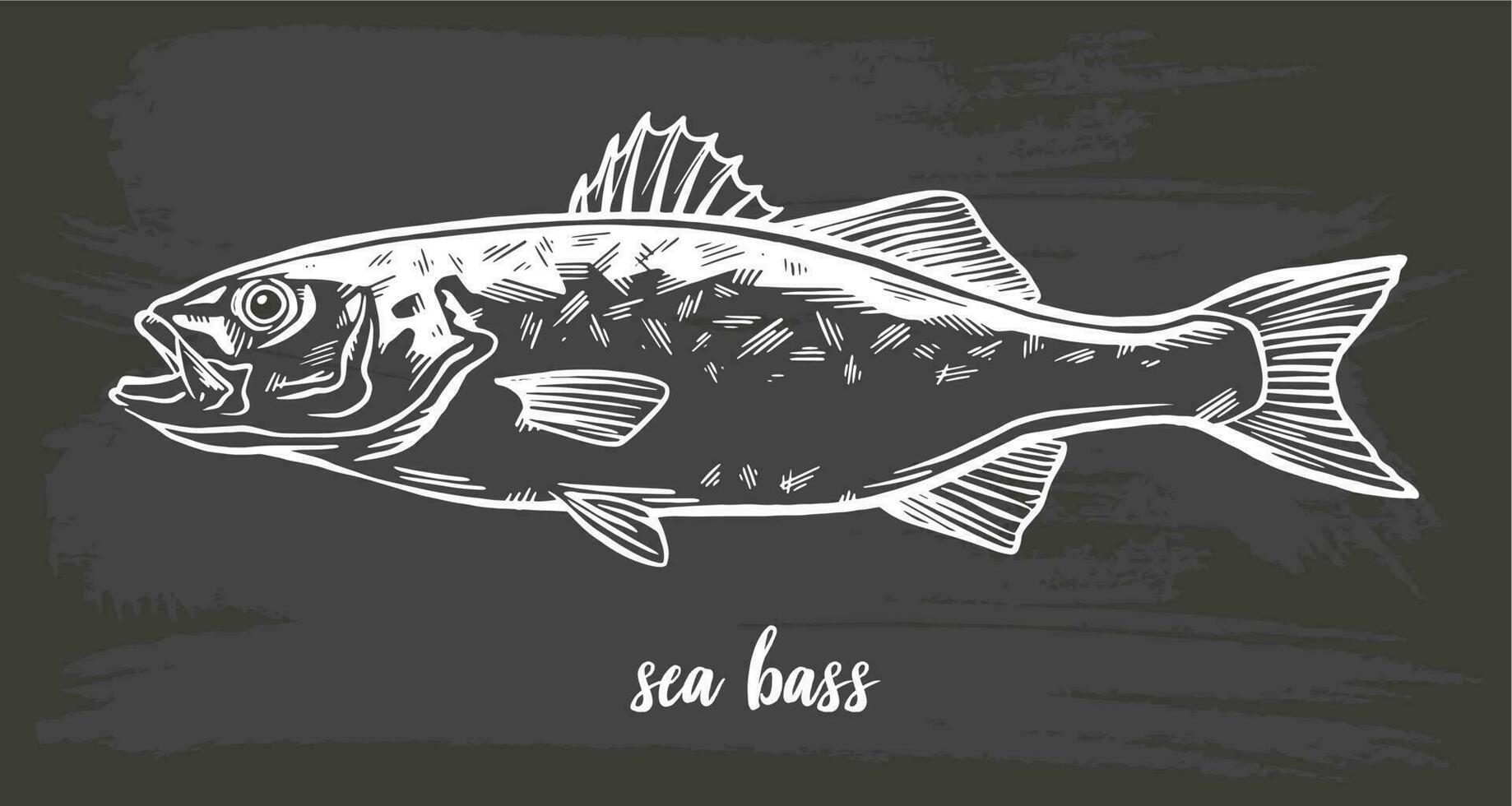 Chalk sketch of sea bass, lubina, on blackboard background. Hand drawn vector illustration