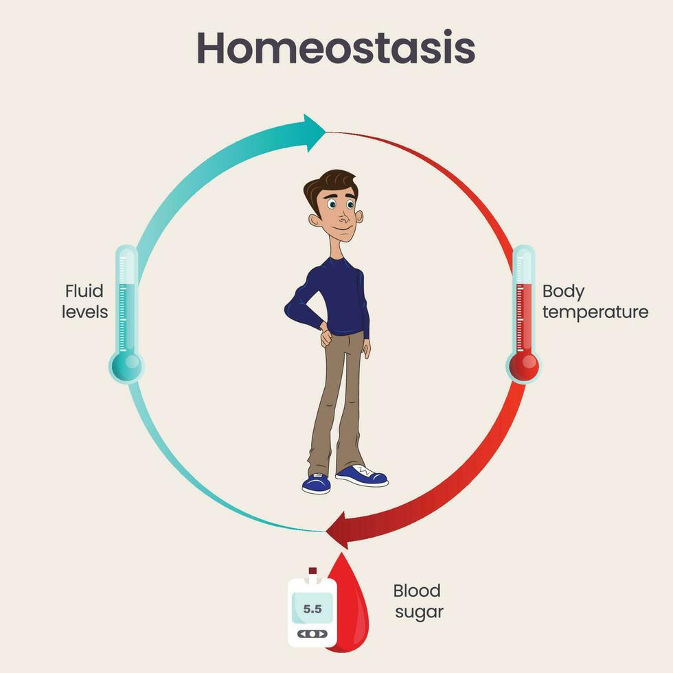 Biology homeostasis science vector illustration infographic