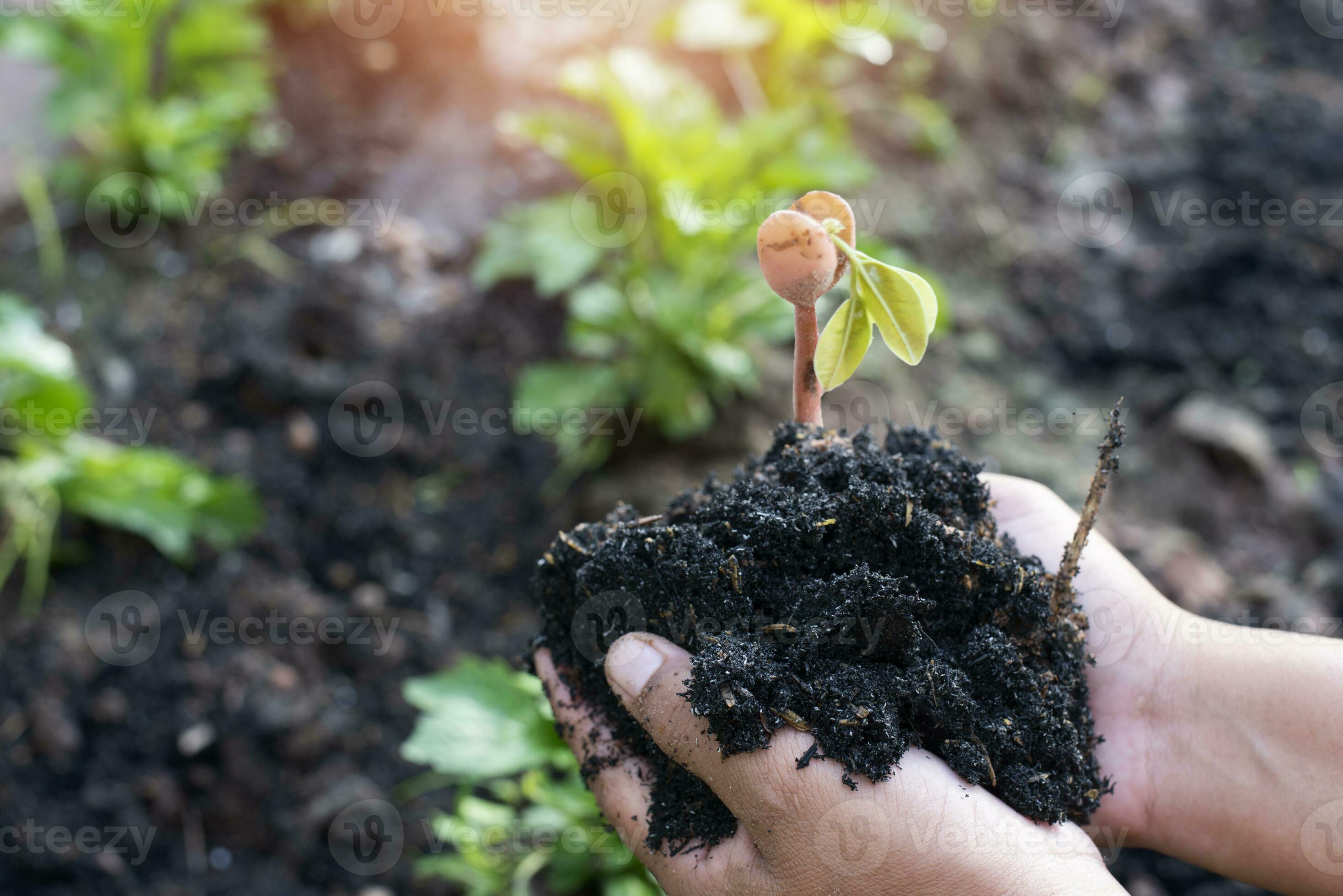 hand holding a small tree for planting green earth day concept,Tree