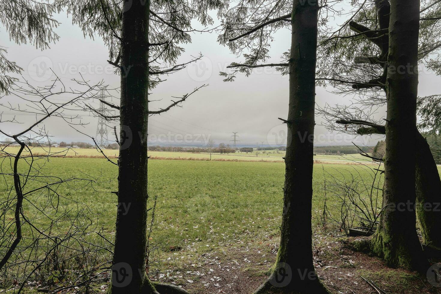 Bois Jacques. The forest of the foxholes from Easy Company, 101st Airborne division. Close to the town Foy. Belgium Ardennes. photo