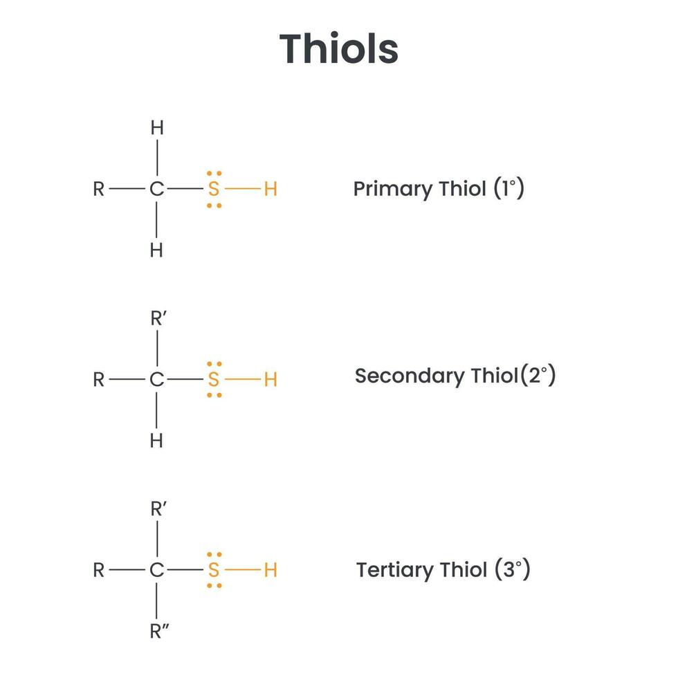Thiols Biochemistry Functional Groups Science Vector Infographic thiols-biochemistry-functional-groups-science-vector-infographic