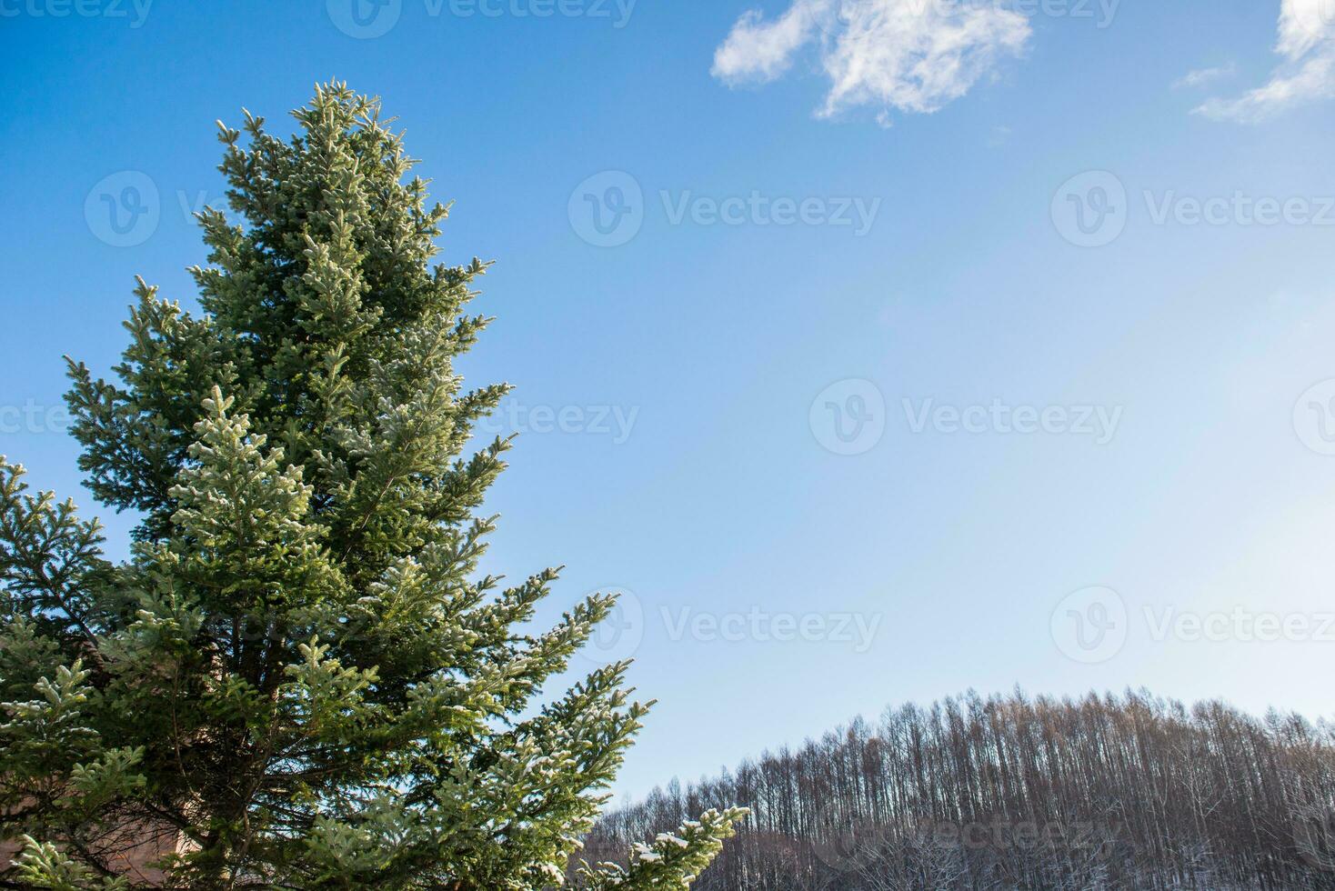 pino árbol cubierto con nieve foto