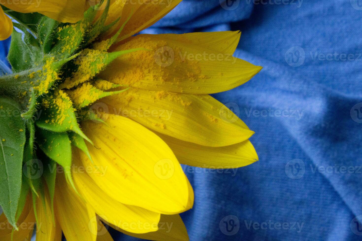 Beautiful sunflower close up,sunflower on blue background,ukrainian symbol,print for postcard,wallpaper,cover design,poster ,calendar,advertising,packaging,greeting card,yellow flower. photo