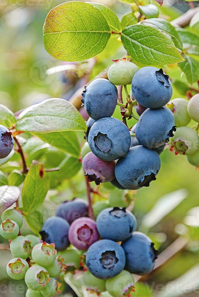 clusters of blueberries on bush, vertical frame photo