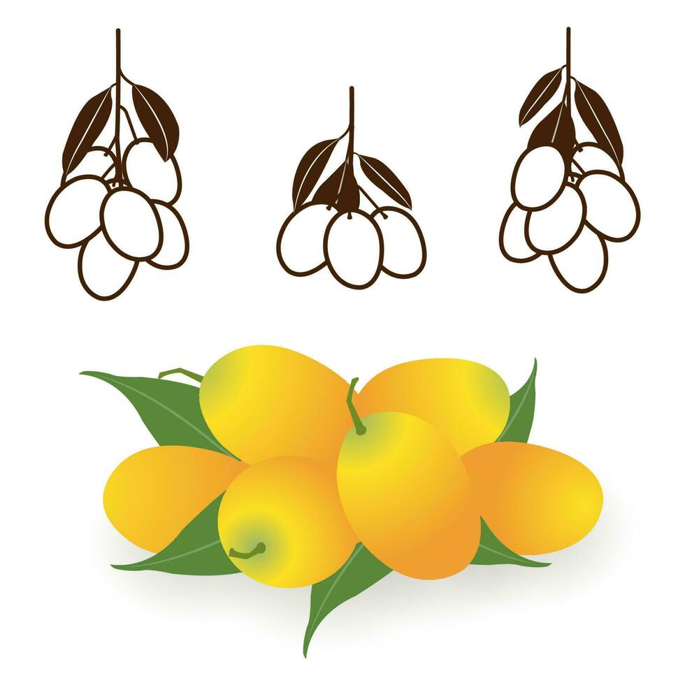 Sweet yellow marian plum vector set. The bunch of Marian plums, Plum mango, Plango, Mayong Chid, Maprang, fresh and sweet Thai fruit. Tropical, seasonal fruits illustration. Sketch icon, logo.