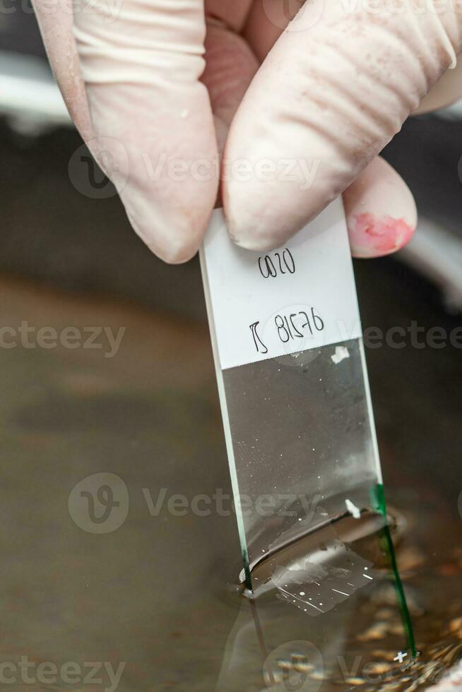 científico preparando un parafina incrustado pañuelo de papel para patología análisis. flotante método para incluido en parafina tejido. científico cosecha arriba el secciones sobre el microscopio diapositiva desde el agua. foto