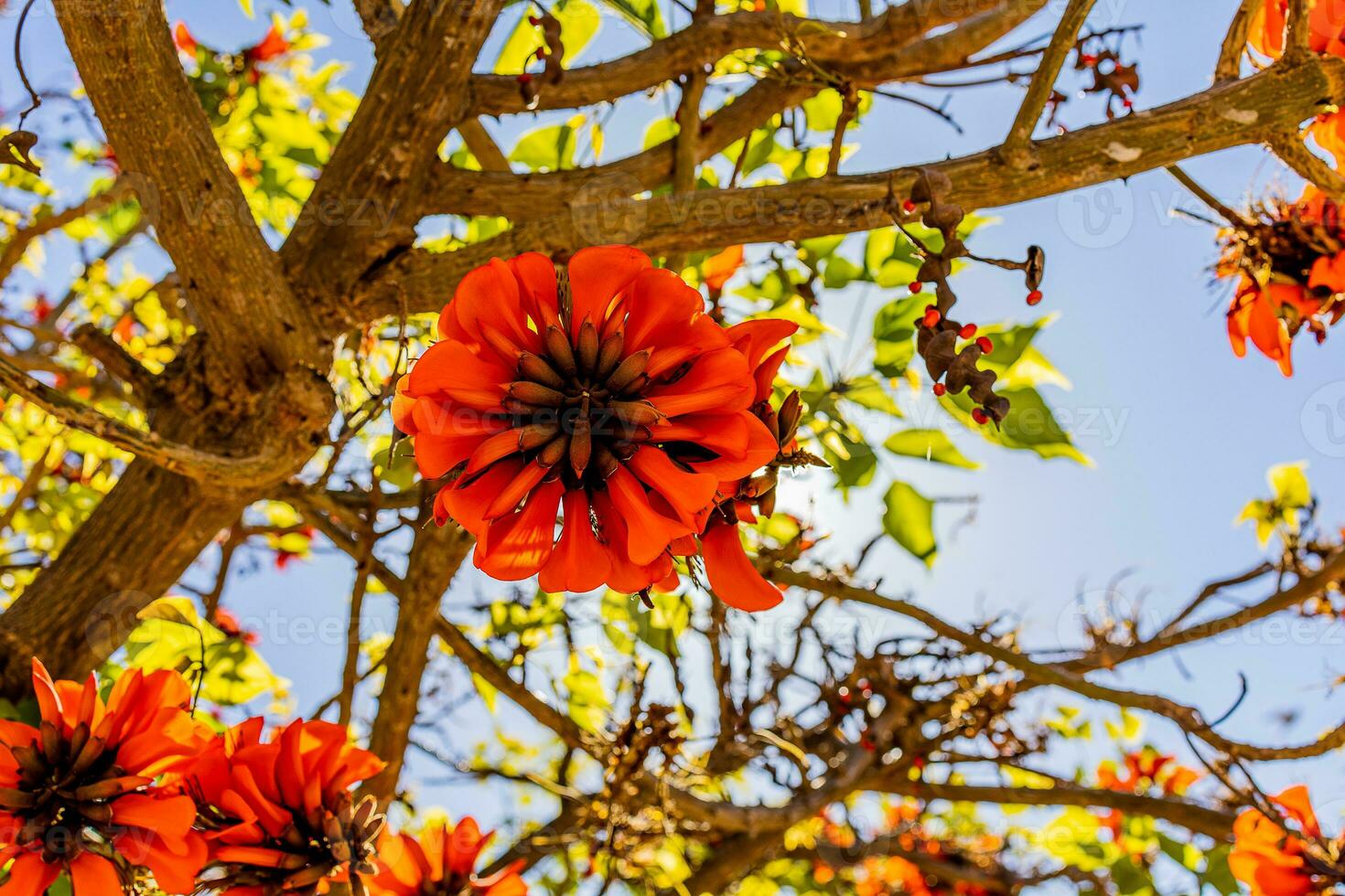 orange flowers on Erythrina caffra tree iin spring photo