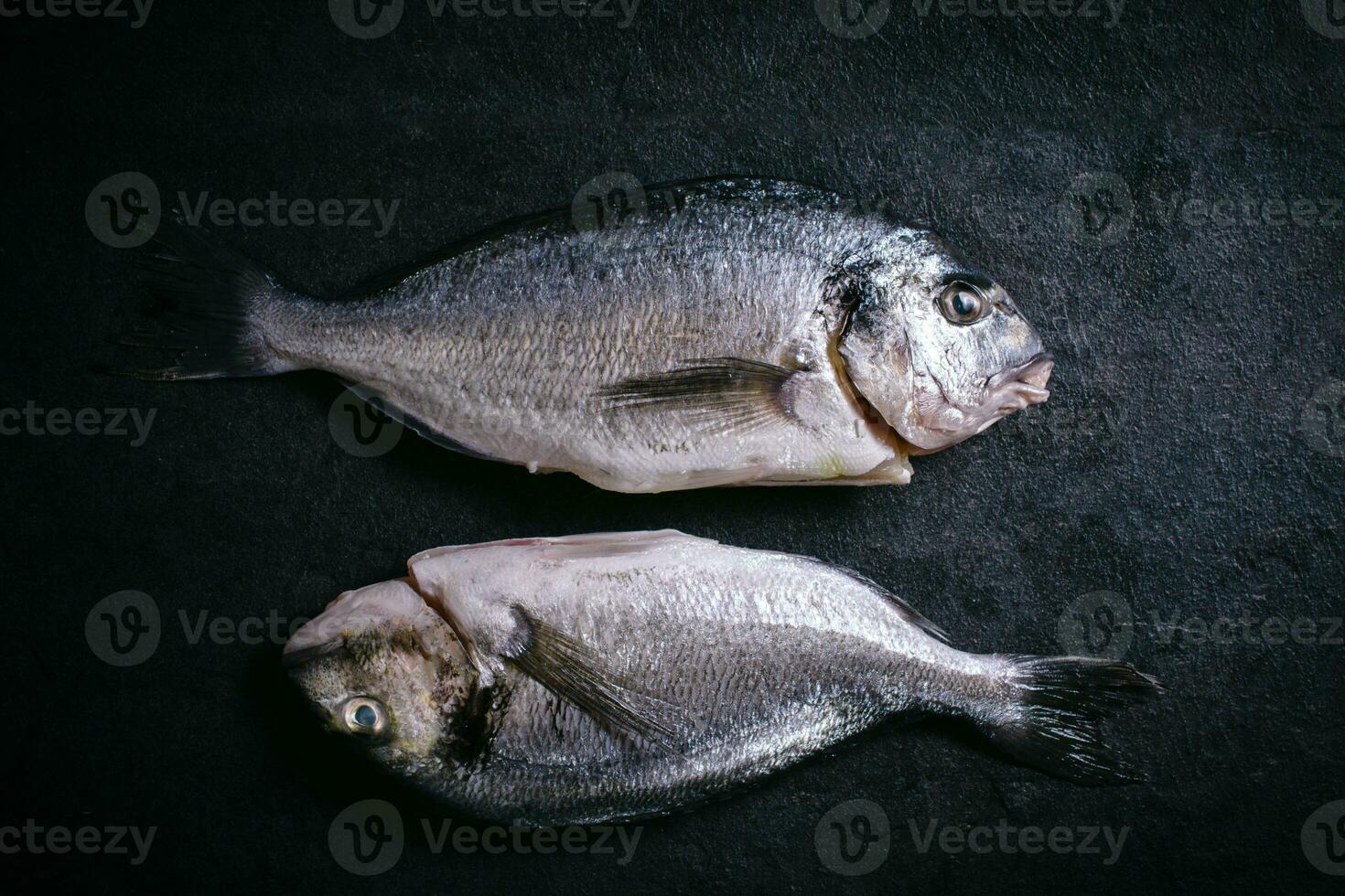 Cipura fish on black background photo