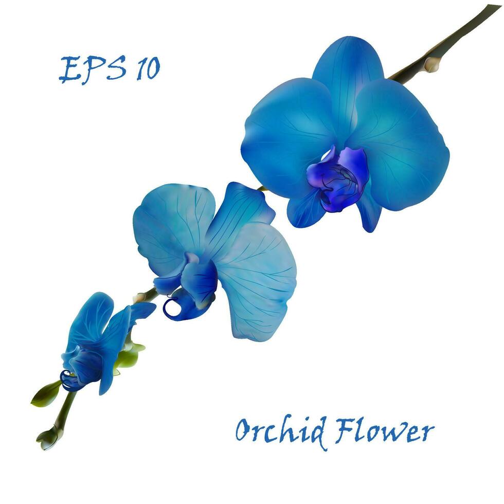 azul aislado orquídea flor vector