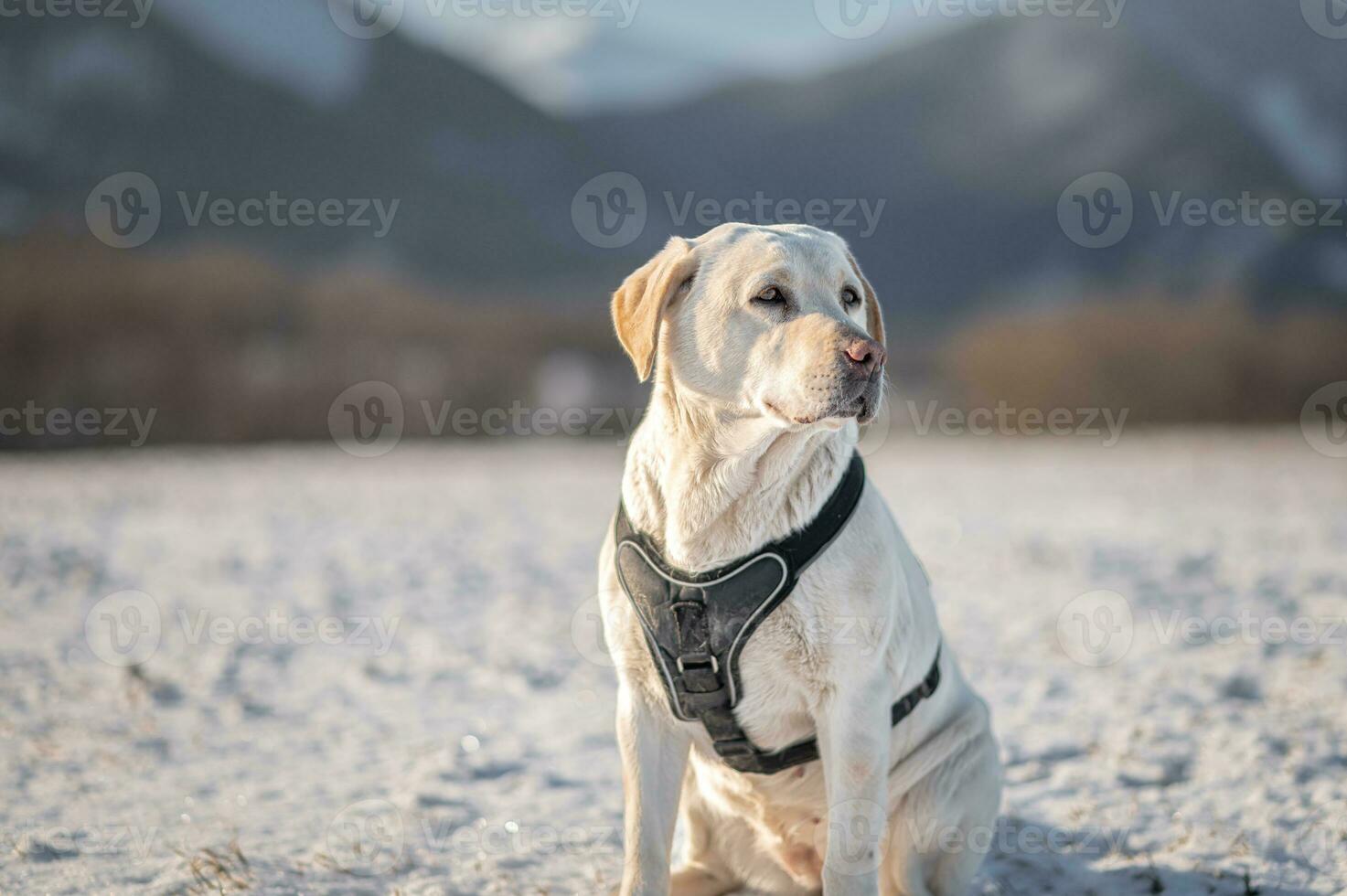 Labrador retrato fotos en labios, Sesión de fotos con perro, Eslovaquia 04.04.2023