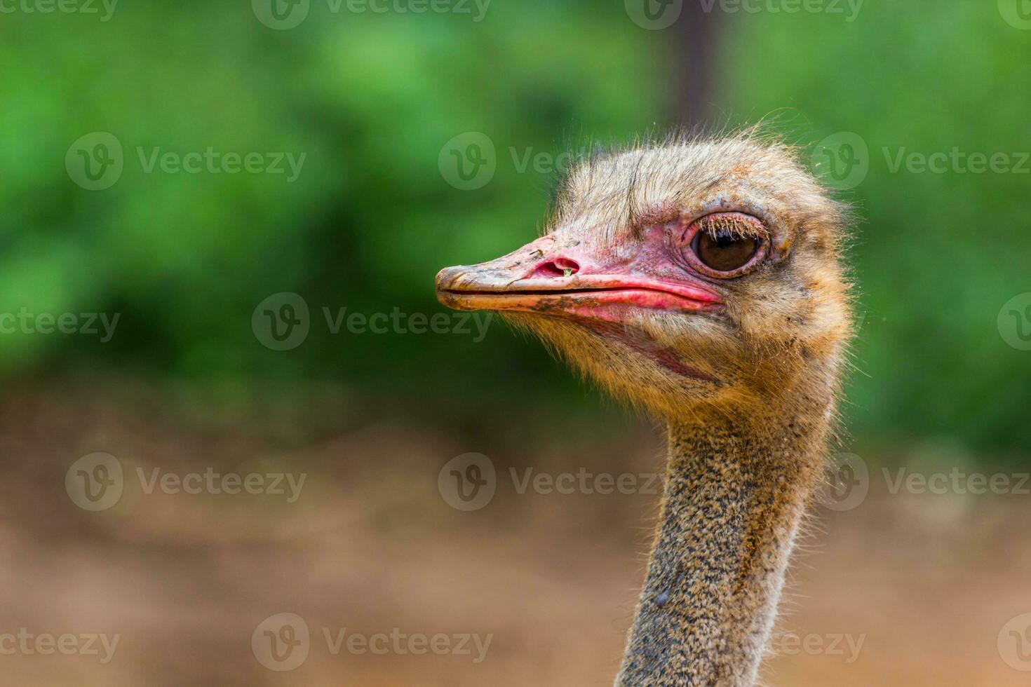 Ostrich head closeup photo