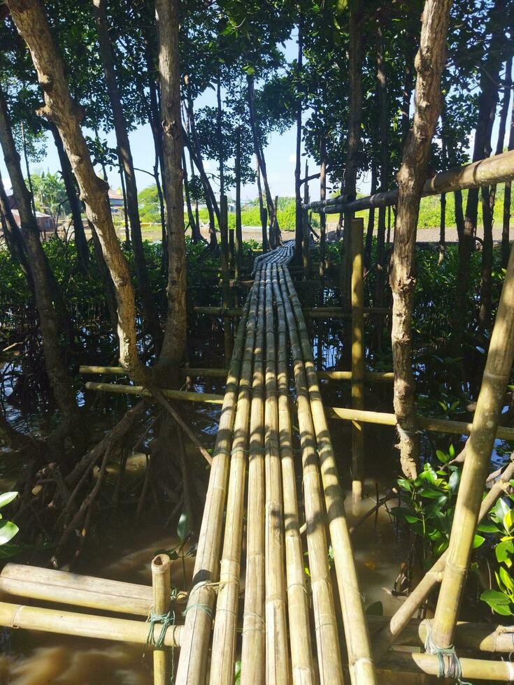 Mangrove trees at local and national park lantebung photo