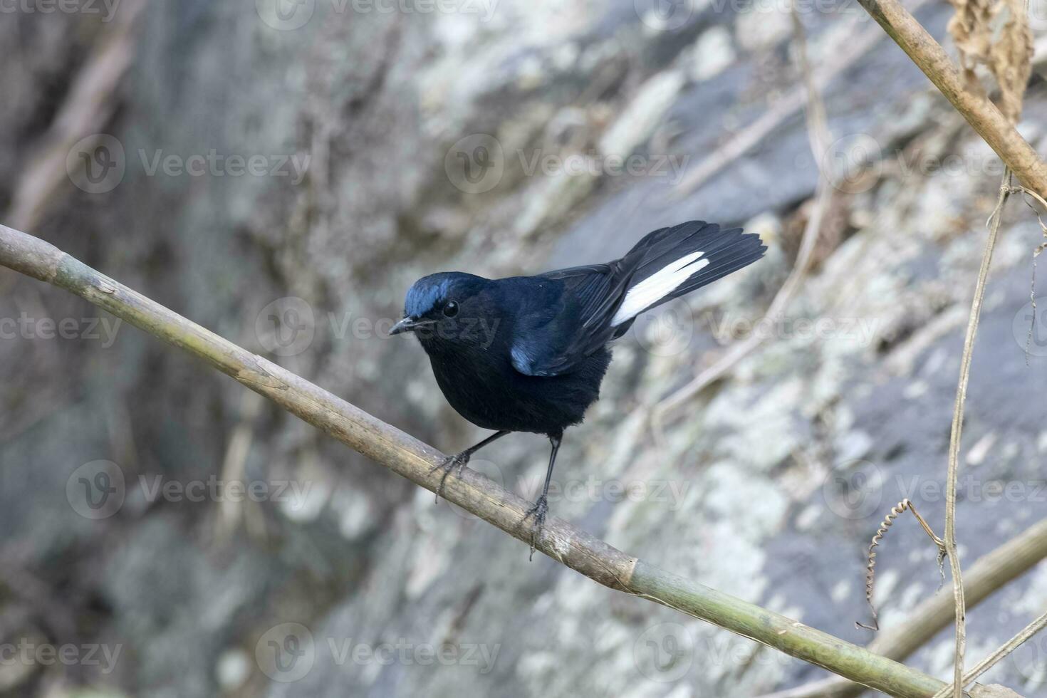 White-tailed robin or Myiomela leucura observed in Rongtong in West Bengal,India photo