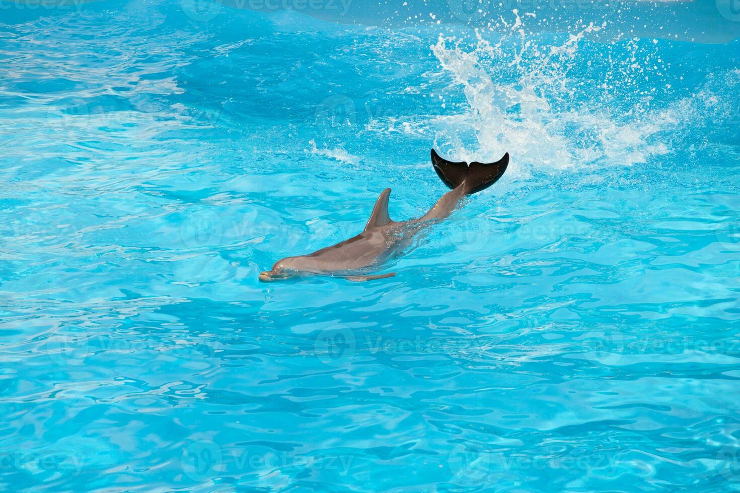 Delfino performs in a swimming pool. photo