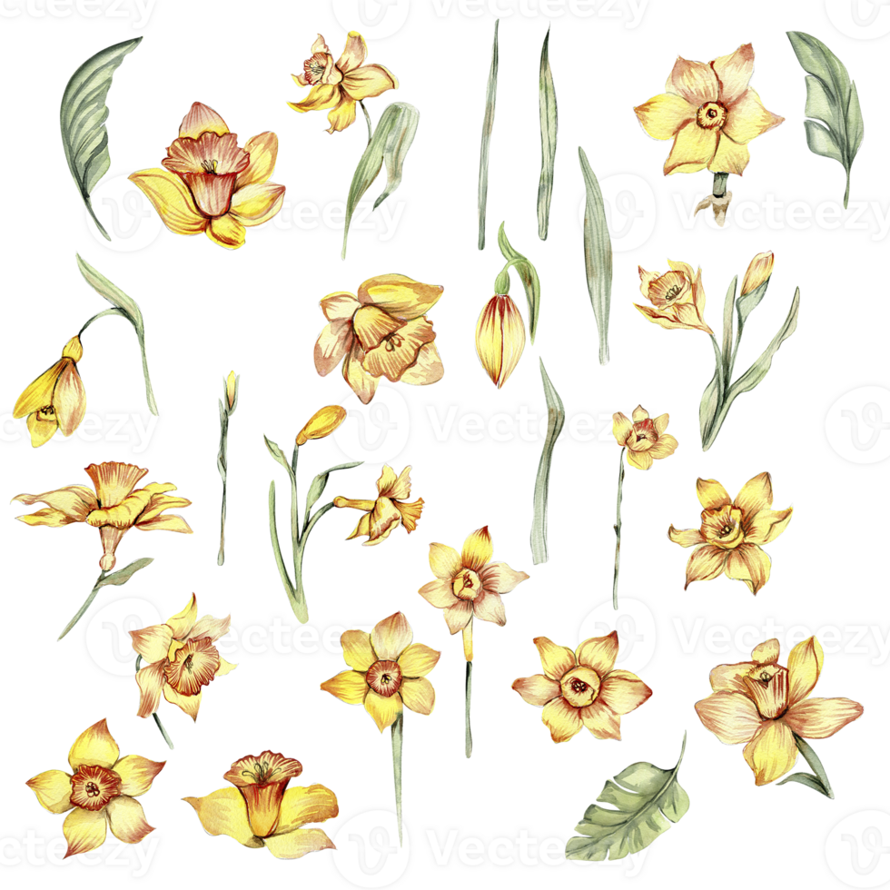 narcis, waterverf bloem set. hand- getrokken illustratie geïsoleerd Aan wit. zomer geel tuin. ontwerpf voor baby douche partij, verjaardag, taart, vakantie viering ontwerp, groeten kaart, uitnodiging. png