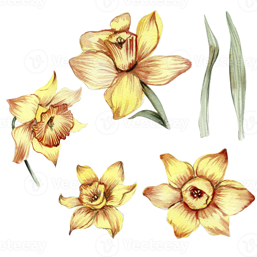 Narciso, acquerello fiore impostare. mano disegnato illustrazione isolato su bianca. estate giallo giardino. designf per bambino doccia festa, compleanno, torta, vacanza celebrazione disegno, saluti carta, invito. png