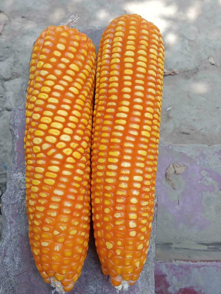 Flint corn,fruit food, vegetable photo