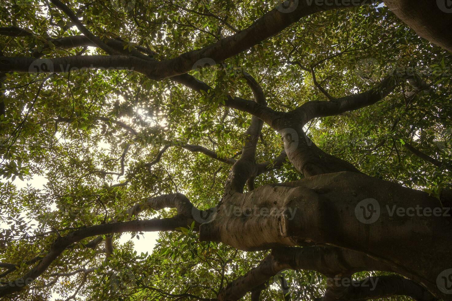 big tree in the park, outdoor activities concept, Fig tree, under the shade of green leaves,leaf, foliage. photo