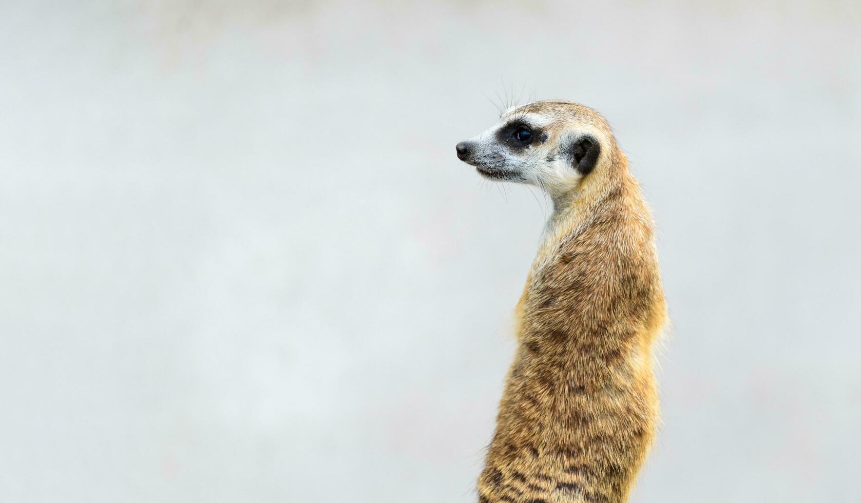 Meerkat Suricata suricatta, African native animal, photo