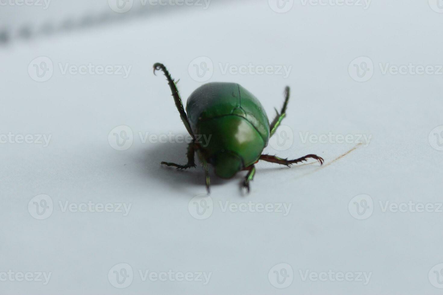 Macro shot of a beetle, Image of bug on the ground. Insect Animal.Cetonia aurata on a white background in the wild. photo