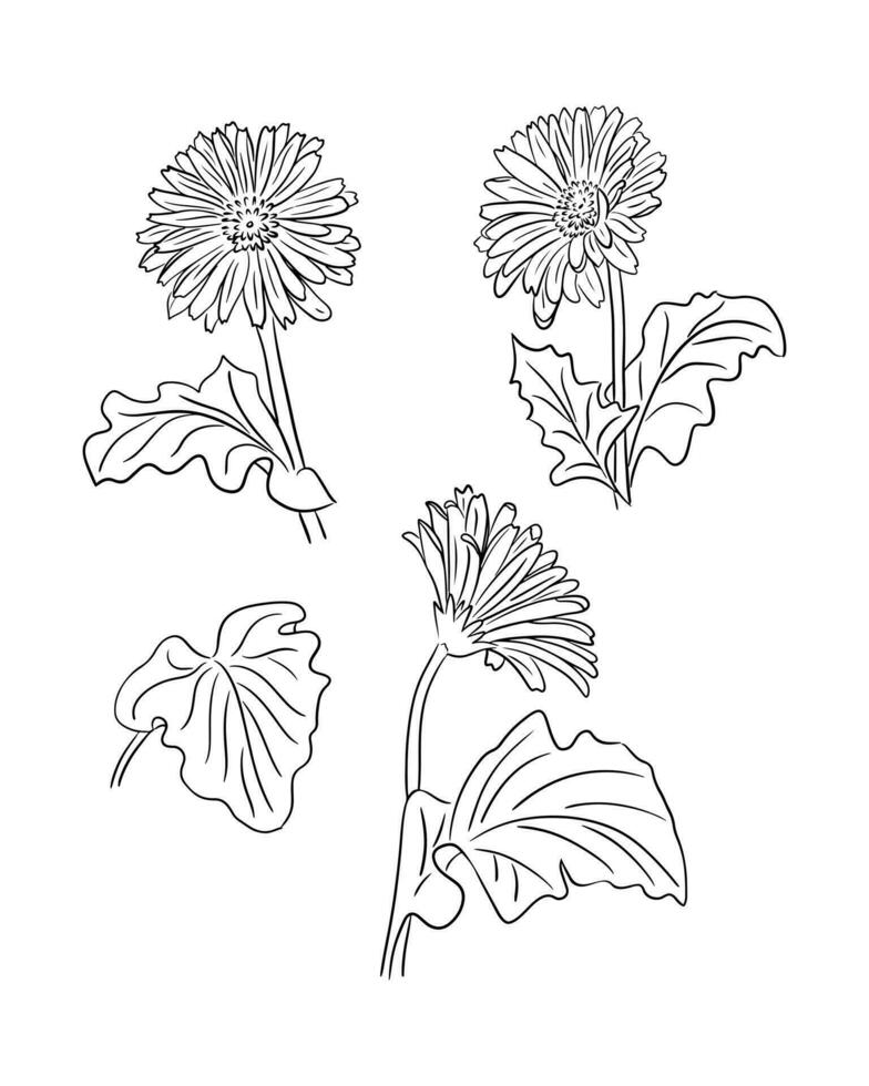 Hand drawn vector set of gerberas. Vector doodle style. Black flowers and leaves isolated on white background. Perfect for coloring pages, as tatoo, pattern, background, wrapper paper, textile