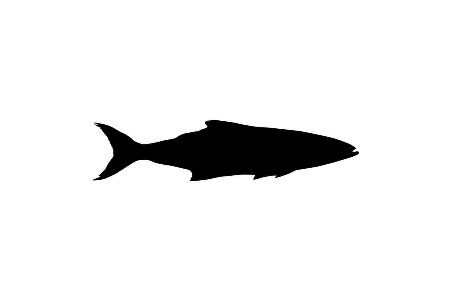 cobia pescado silueta, además conocido como negro pez real, negro salmón, abadejo, pez limón, cangrejero, pródigo hijo, bacalao, y negro bonito. vector ilustración