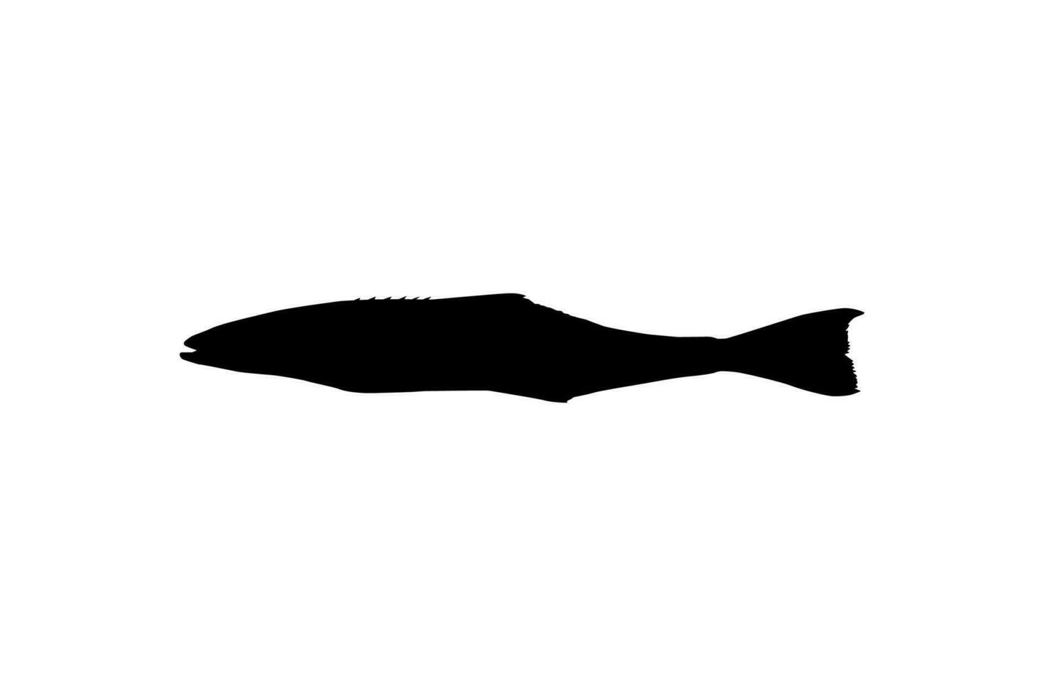 Cobia Fish Silhouette, also known as black kingfish, black salmon, ling, lemonfish, crabeater, prodigal son, codfish, and black bonito. Vector Illustration