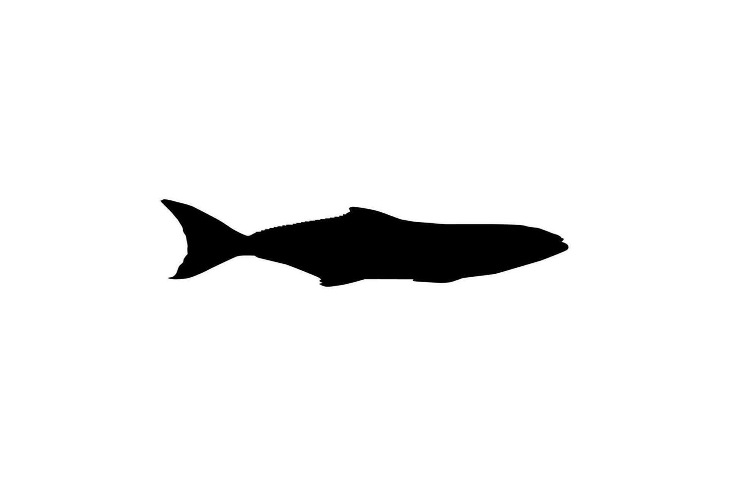 Cobia Fish Silhouette, also known as black kingfish, black salmon, ling, lemonfish, crabeater, prodigal son, codfish, and black bonito. Vector Illustration