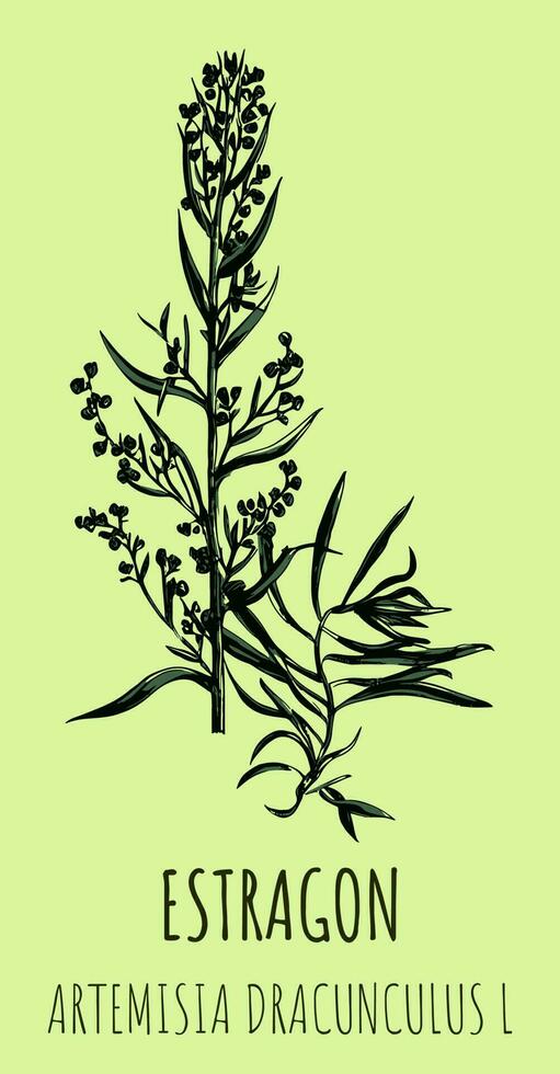 Tarragon or artemisia dracunculus, aromatic kitchen and medicinal herb. Hand drawn botanical vector illustration