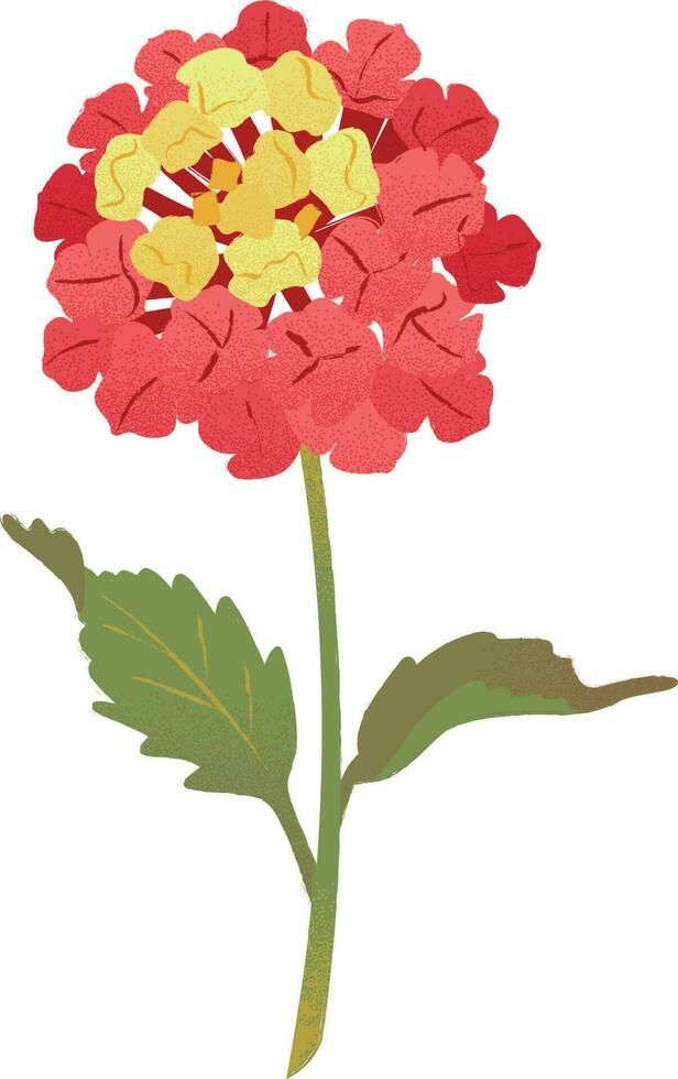 Lantana flower isolated on white background. Hand drawn vector illustration.