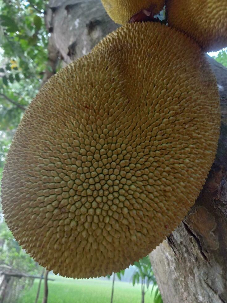 jackfruit, wallpaper, beauty nature photo