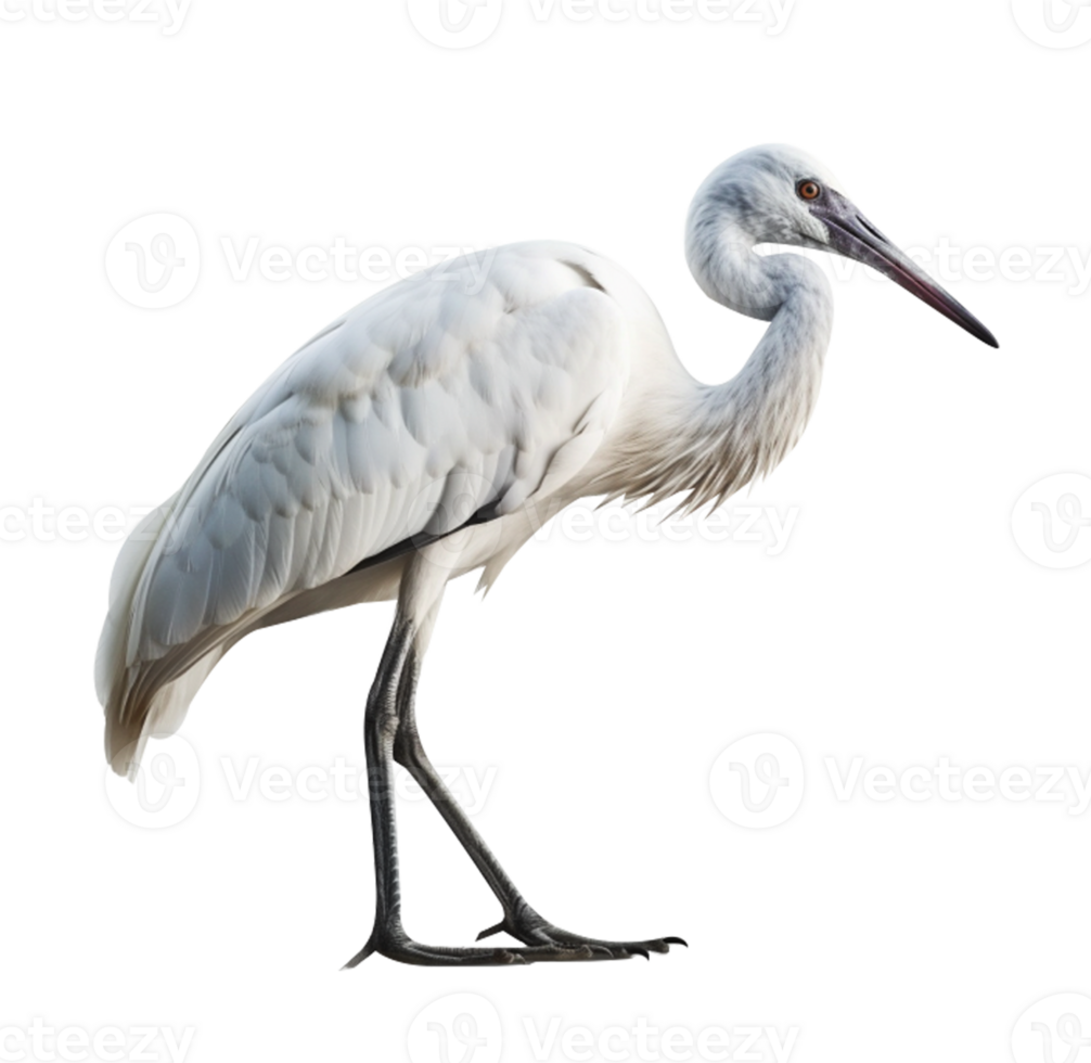 Bird in png