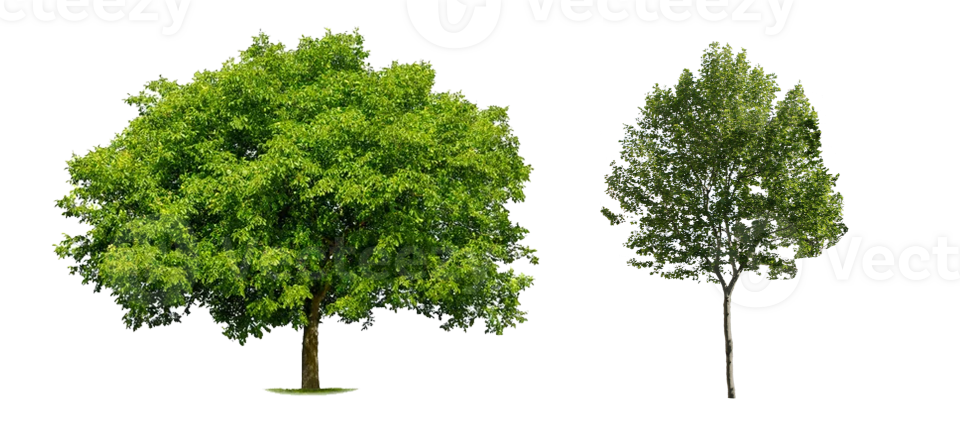 Green tree in png 23628975 PNG