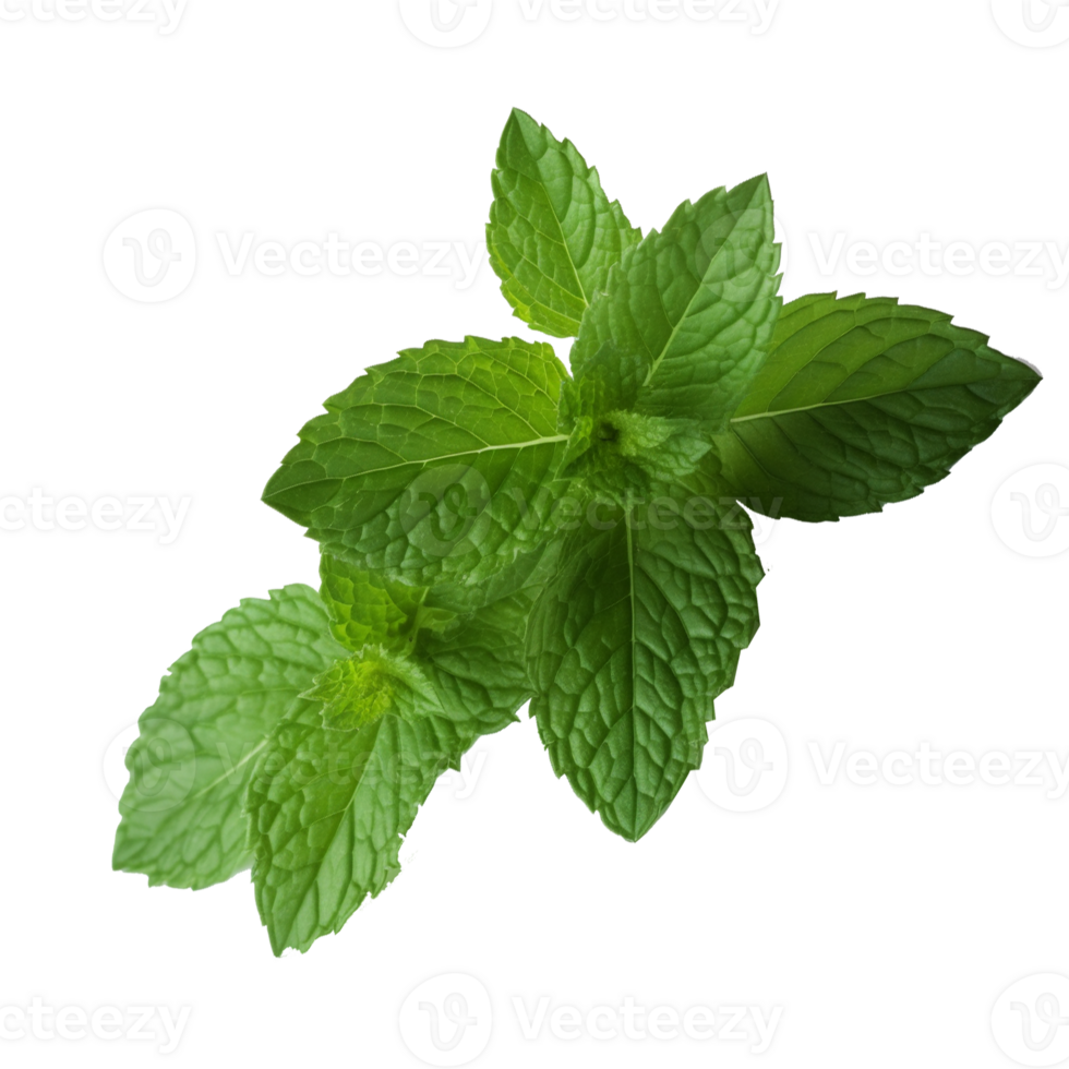 Peppermint green leaf in png 23628989 PNG