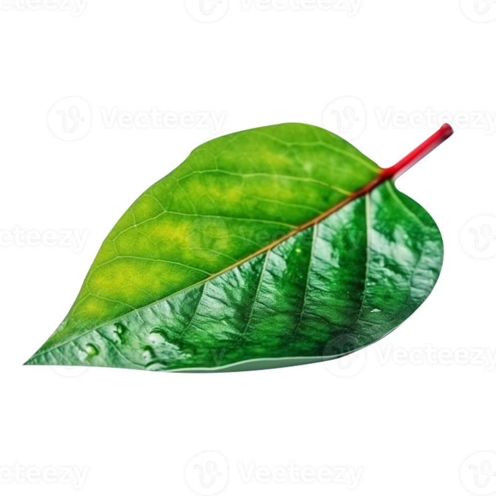 Leaf in green color in png