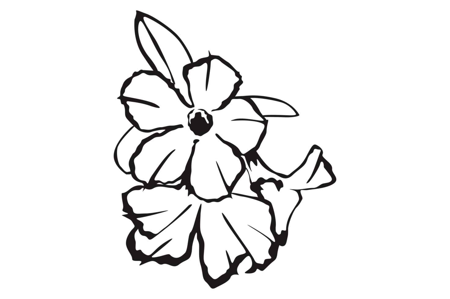 Flower Line Art With Transparent Background png
