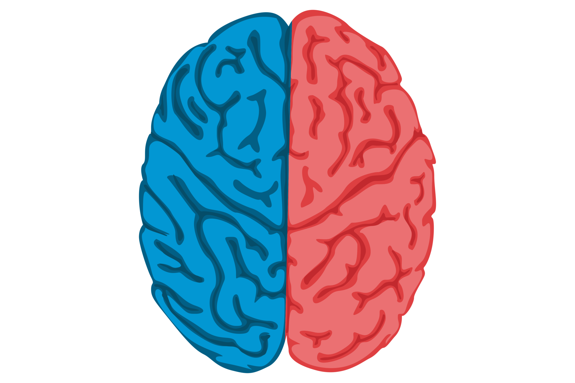 Human Brain With Transparent Background 23629582 PNG