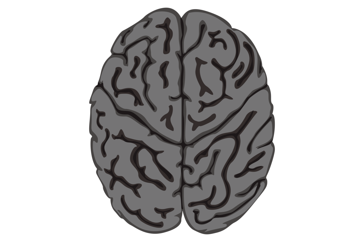 Human Brain With Transparent Background png