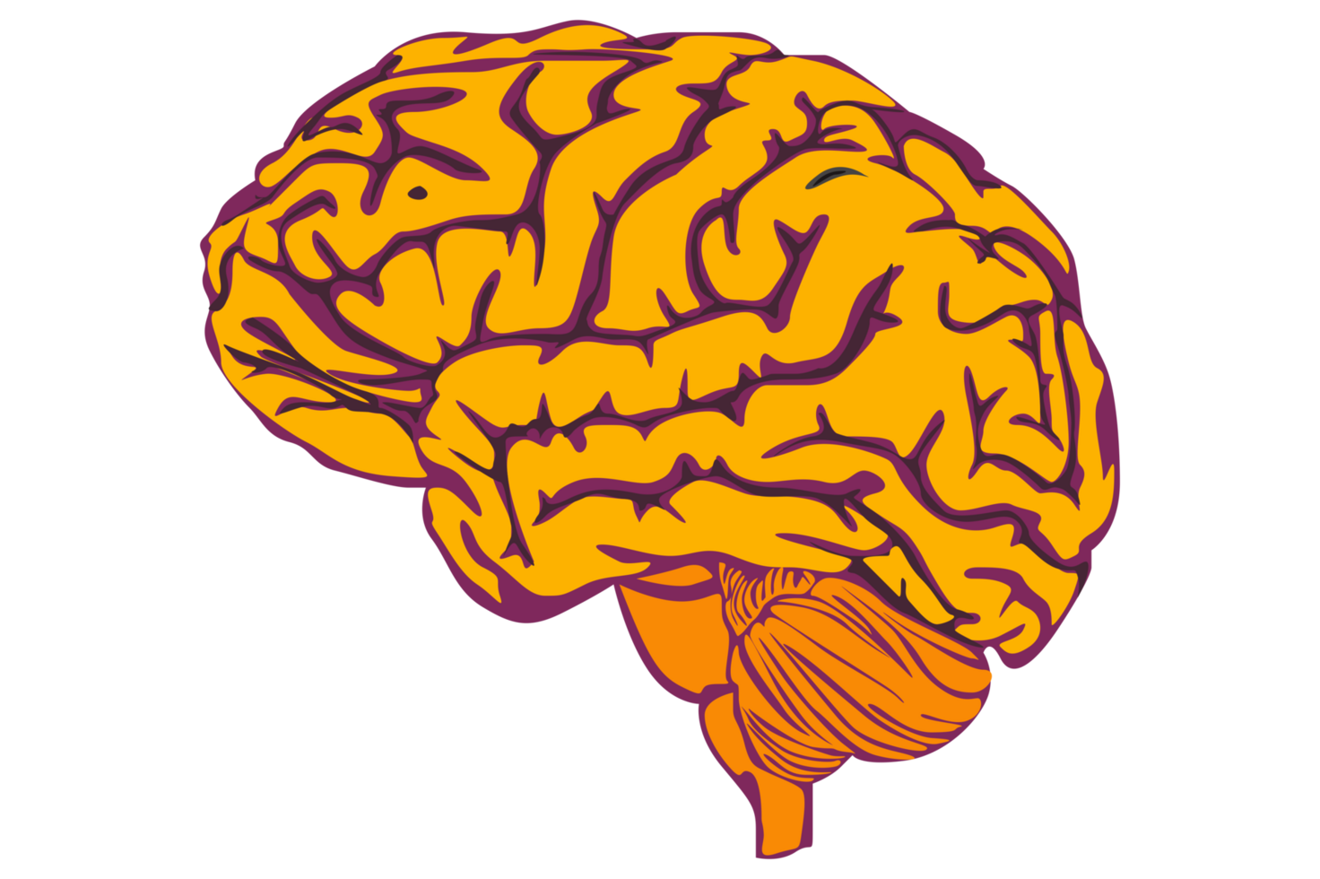 umano cervello con trasparente sfondo png