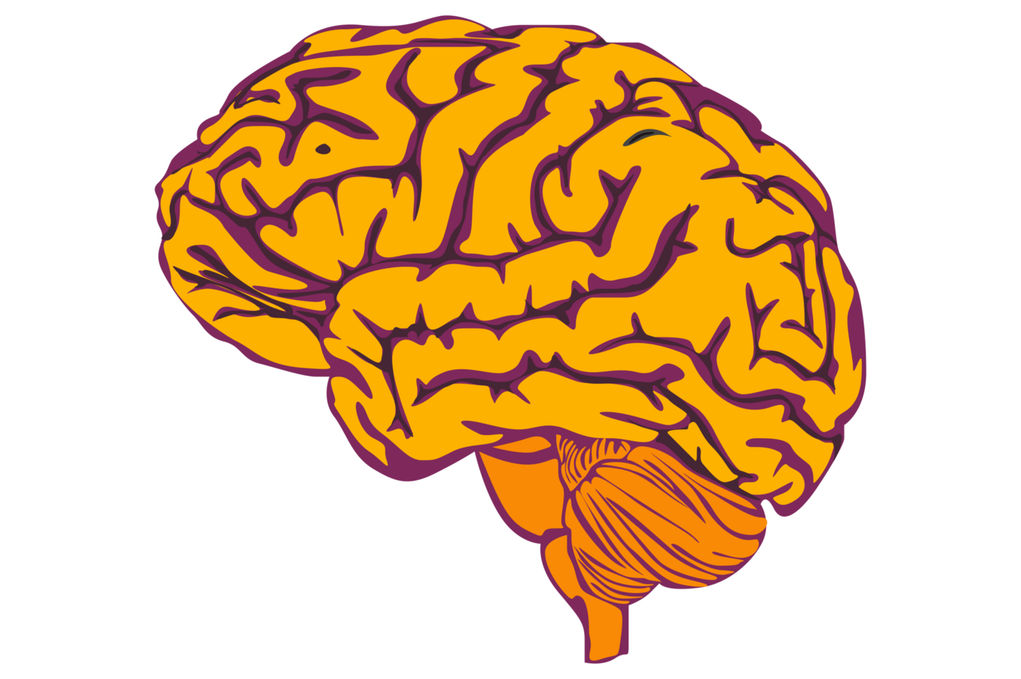 Human Brain With Transparent Background 23629754 PNG