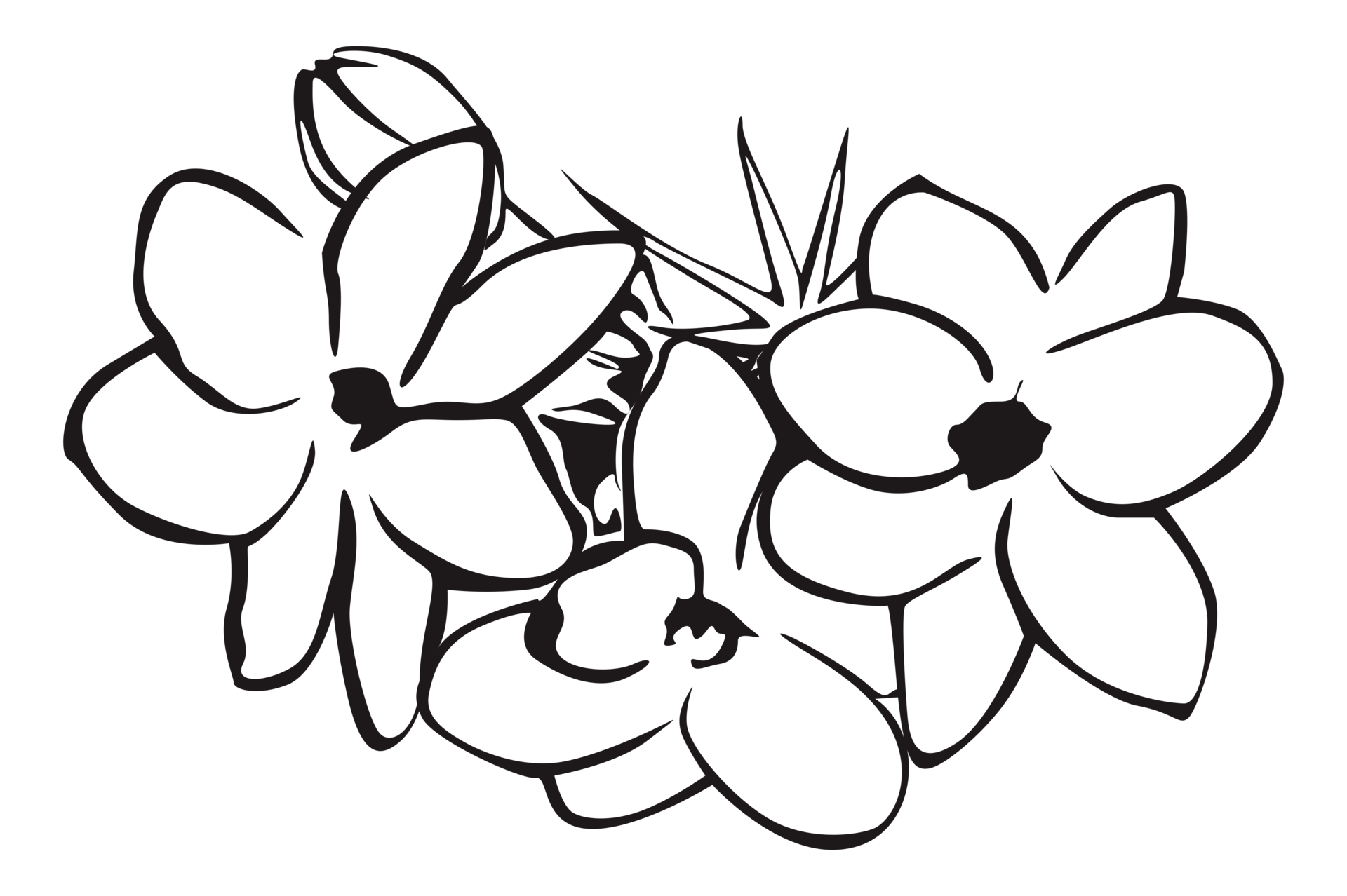 Jasmine Flower Line Art With Transparent Background 23629758 PNG