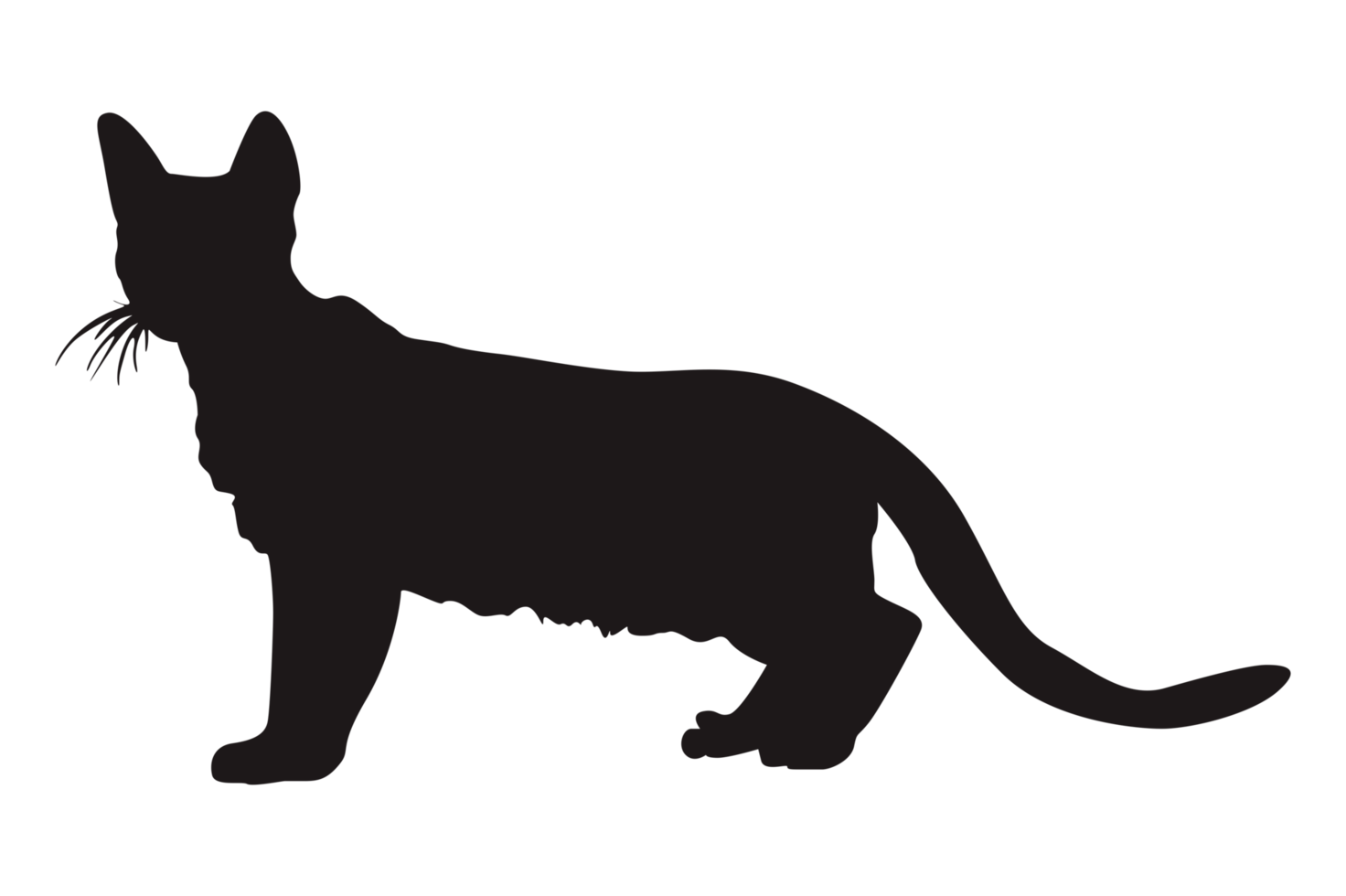 Cat siluette PNG transparent image download, size: 1600x1600px