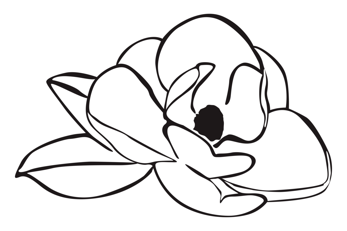 Flower Line Art With Transparent Background png