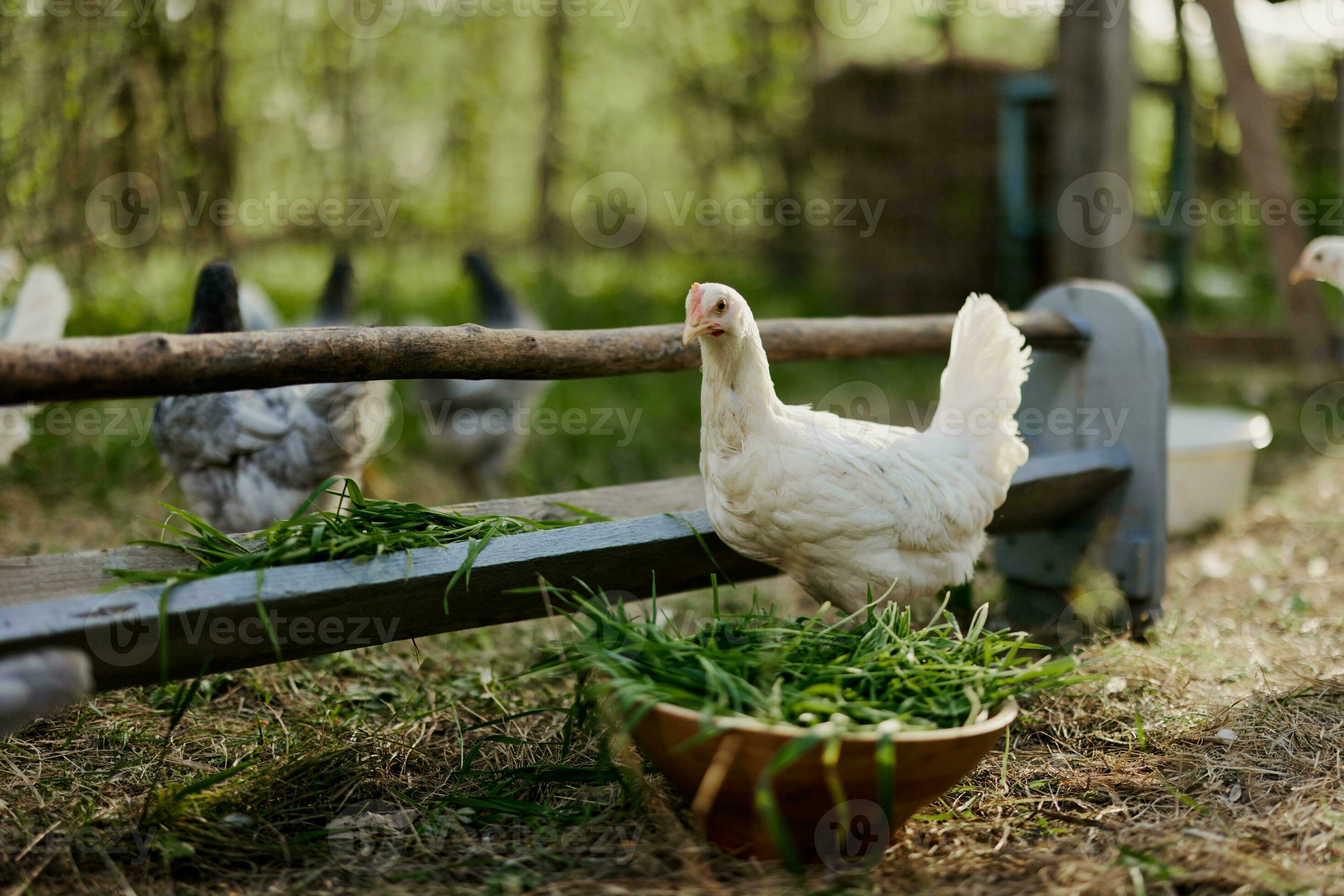 Serene Can Roosters Eat Layer Feed Artwork Concept Serene Can Roosters Eat Layer Feed Artwork Concept