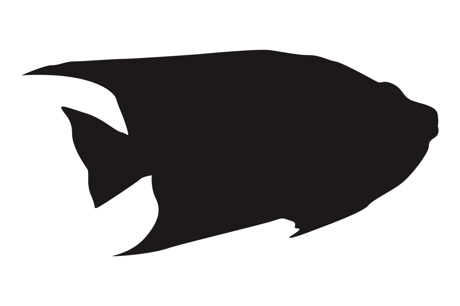 Sea Fish Silhouette On Transparent Background png