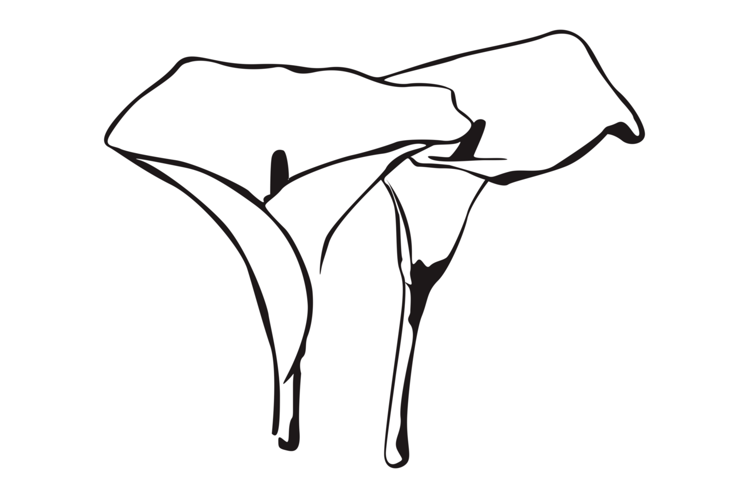 Flower Line Art With Transparent Background png